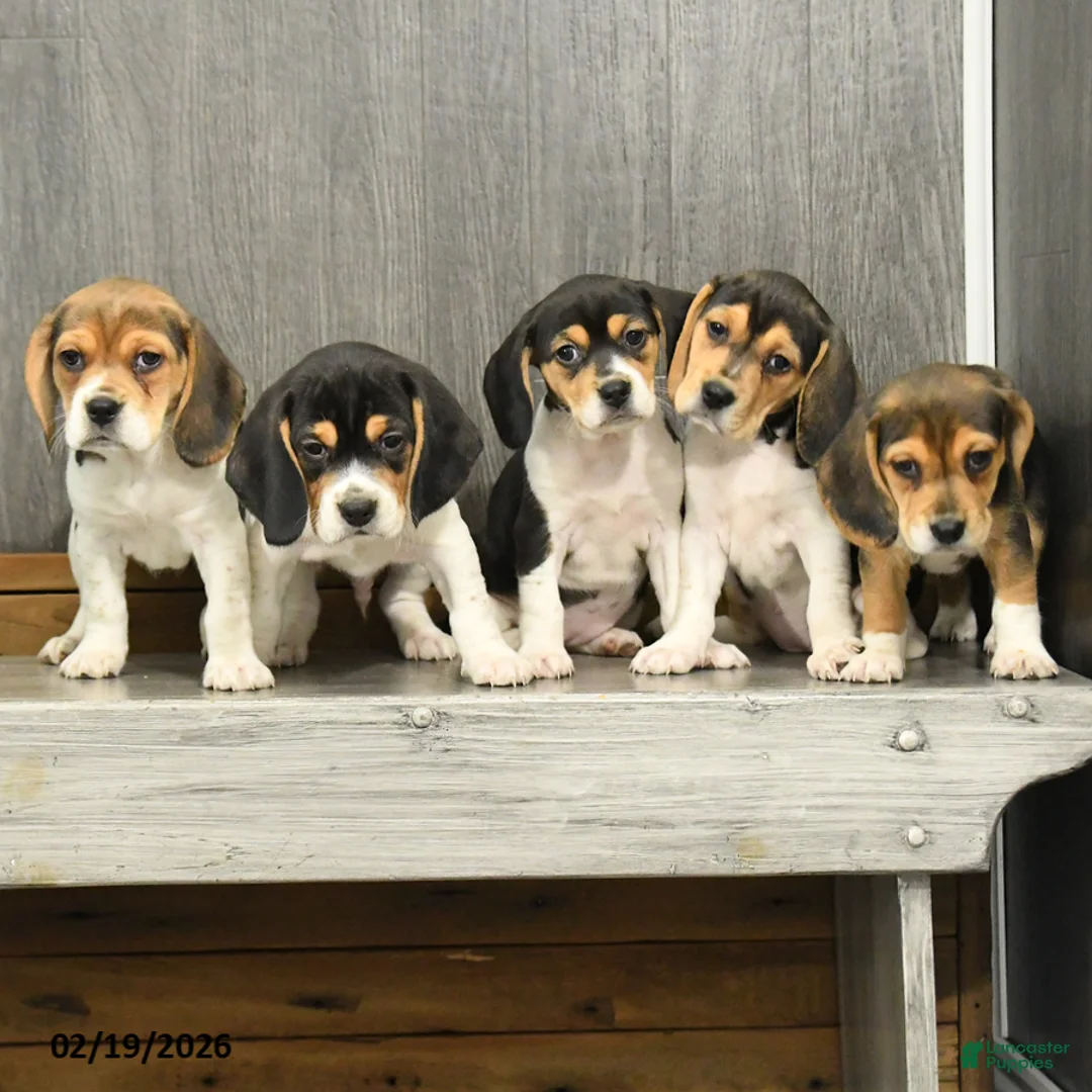 Beagle dogs for sale: Max - Ad 5