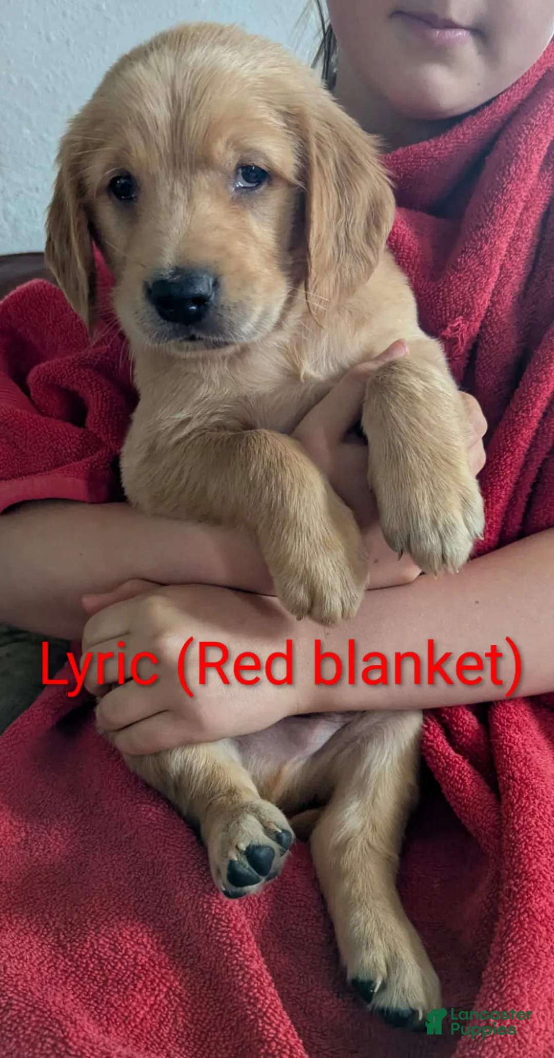 Golden Retriever dogs for sale: Lyric - Ad 2
