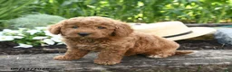 Miniature Poodle dogs for sale: Nova - Ad 4