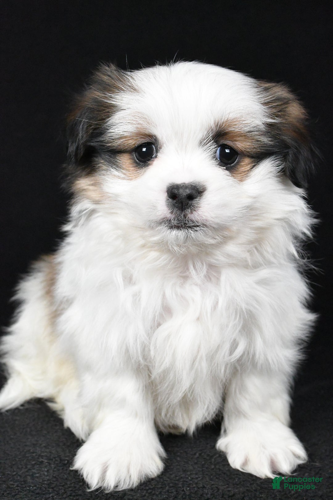 Mixed Breed dogs for sale: Alex - Ad 7