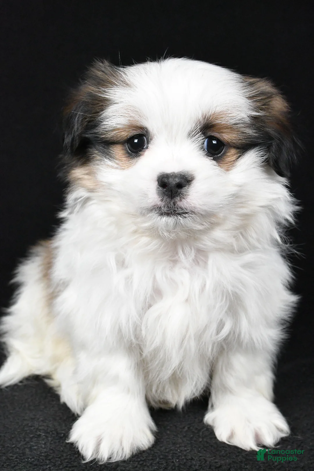 Mixed Breed dogs for sale: Alex - Ad 7