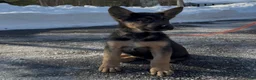 German Shepherd dogs for sale: SIMON - Ad 5