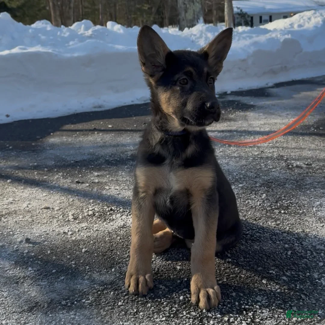 German Shepherd dogs for sale: SIMON - Ad 5