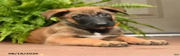 Belgian Malinois dogs for sale: Aspen - Ad 3