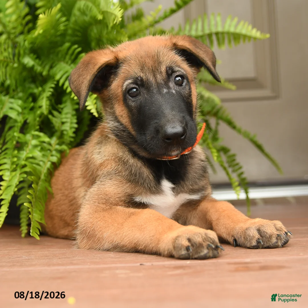 Belgian Malinois dogs for sale: Aspen - Ad 3