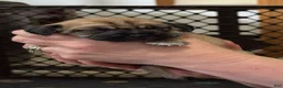 Puggle dogs for sale: Light pink collar  - Ad 6