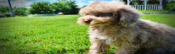 Havapoo dogs for sale: Gorgeous - Ad 10
