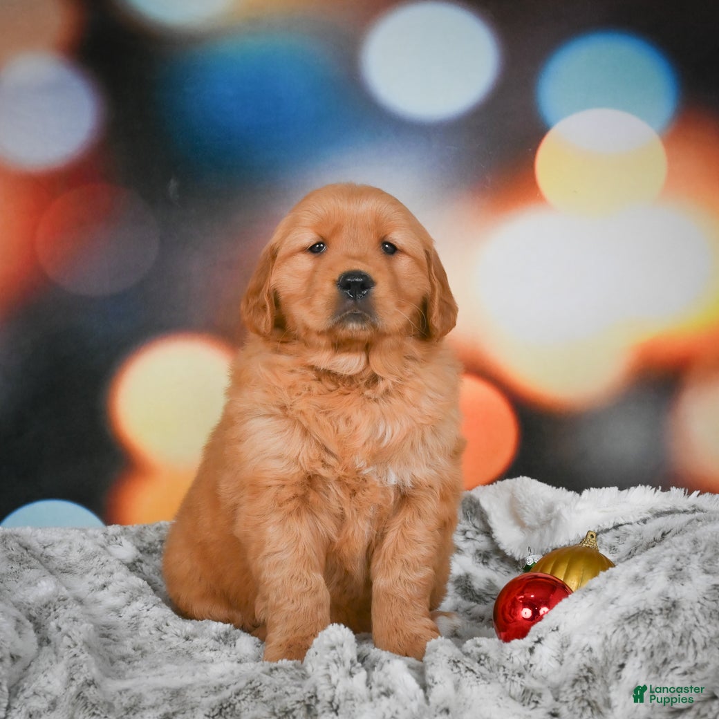 Golden Retriever dogs Bella - Ad 38