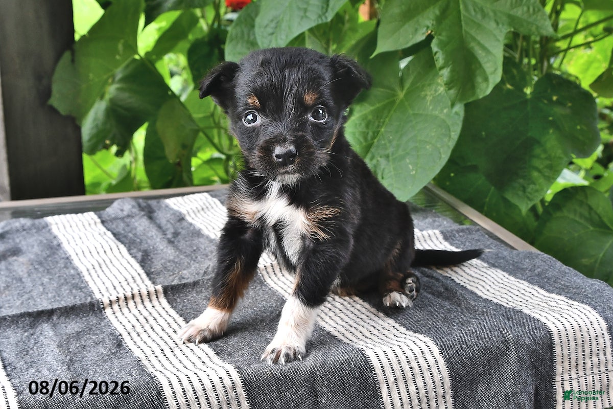 Mixed Breed dogs Jewel - Ad 1