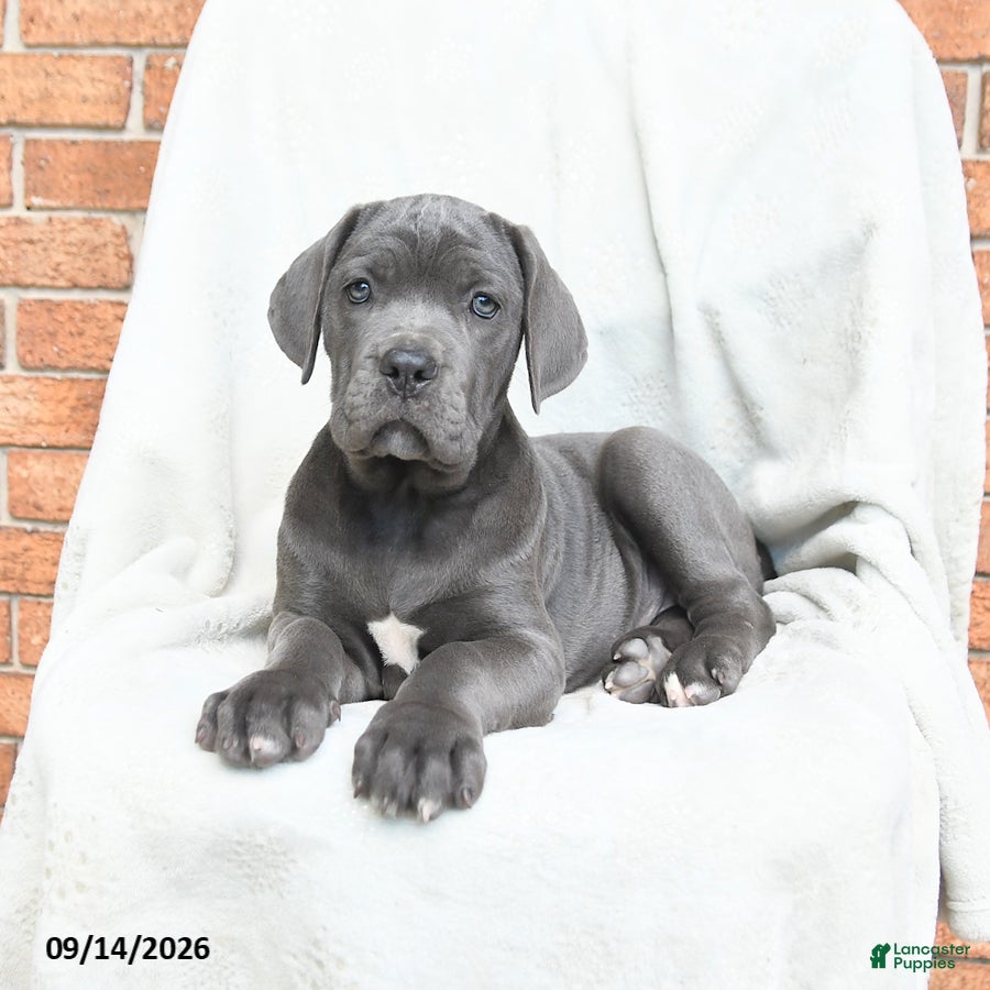 Cane Corso dogs Beverly - Ad 2