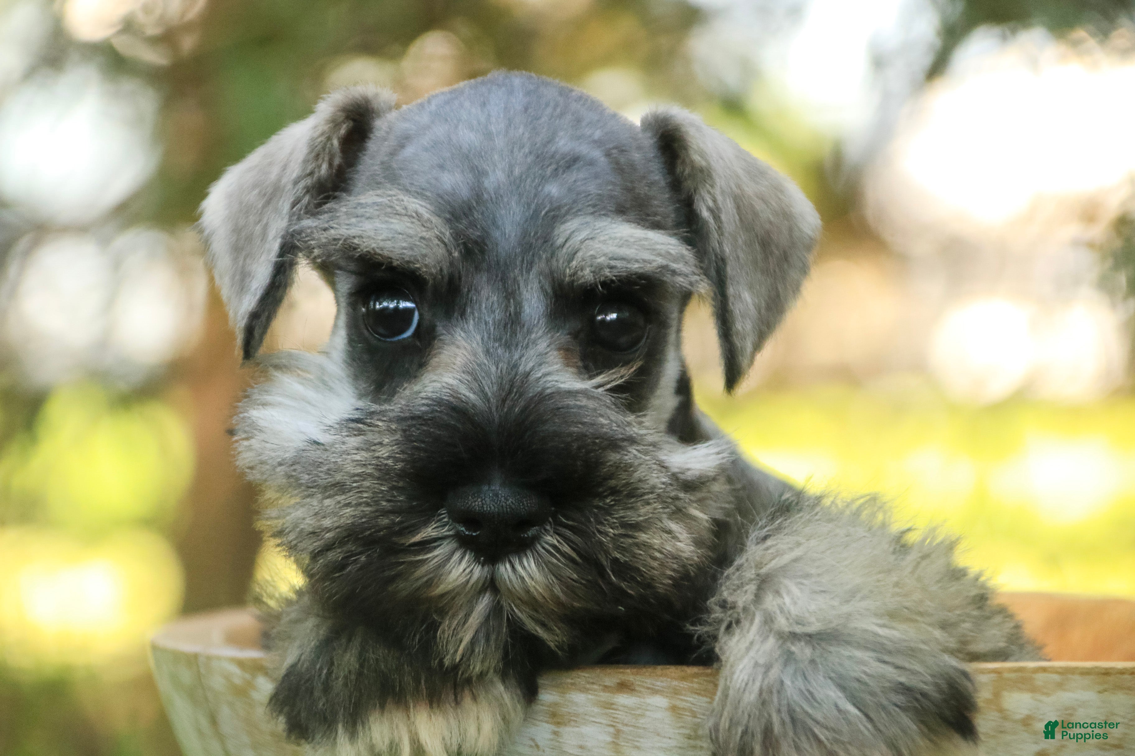 Miniature Schnauzer dogs Quartz Miniature Schnauzer  - Ad 1