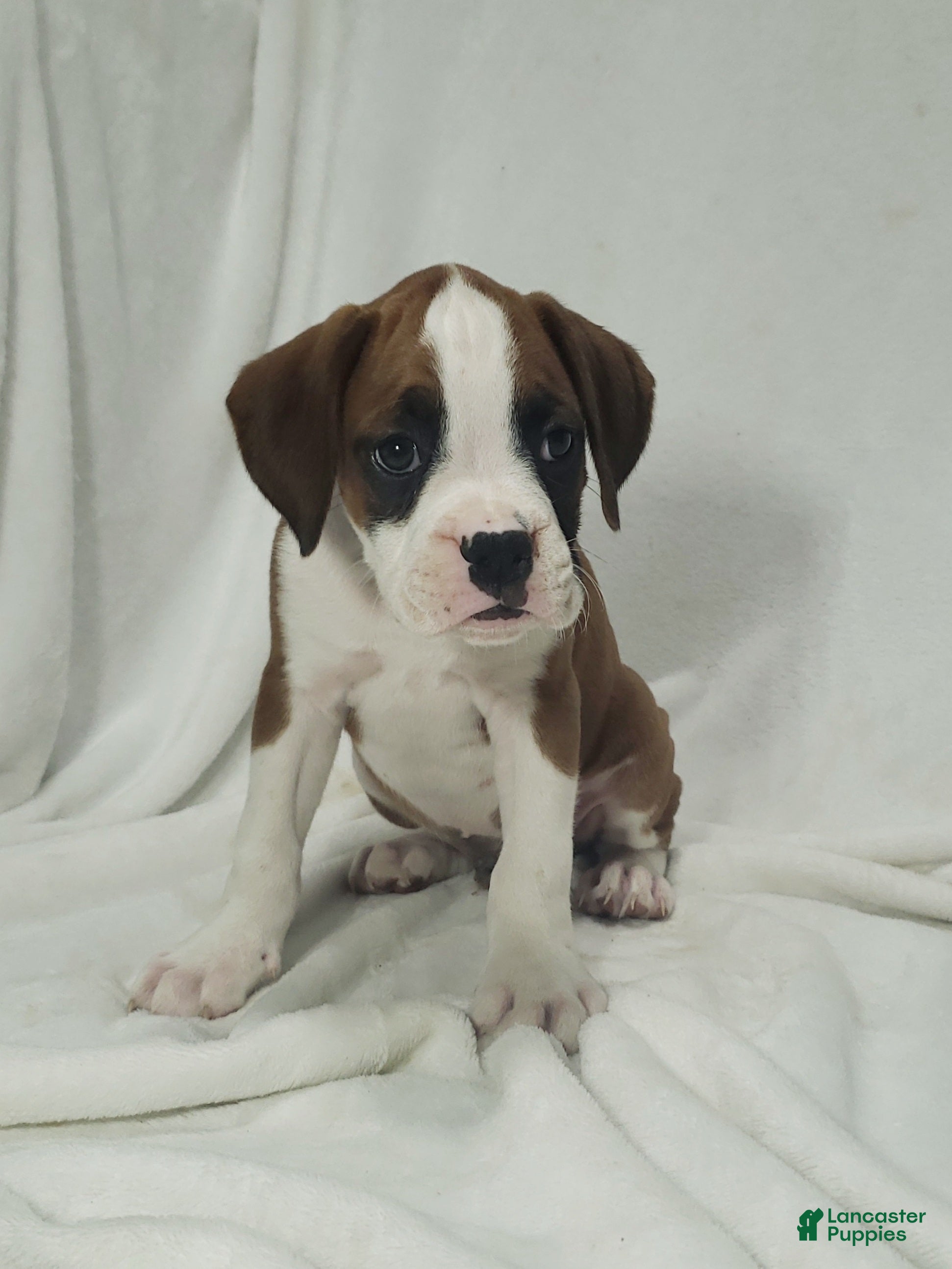 Boxer dogs Bruno - Ad 1