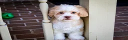 Shihpoo dogs for sale: Sullivan - Ad 10