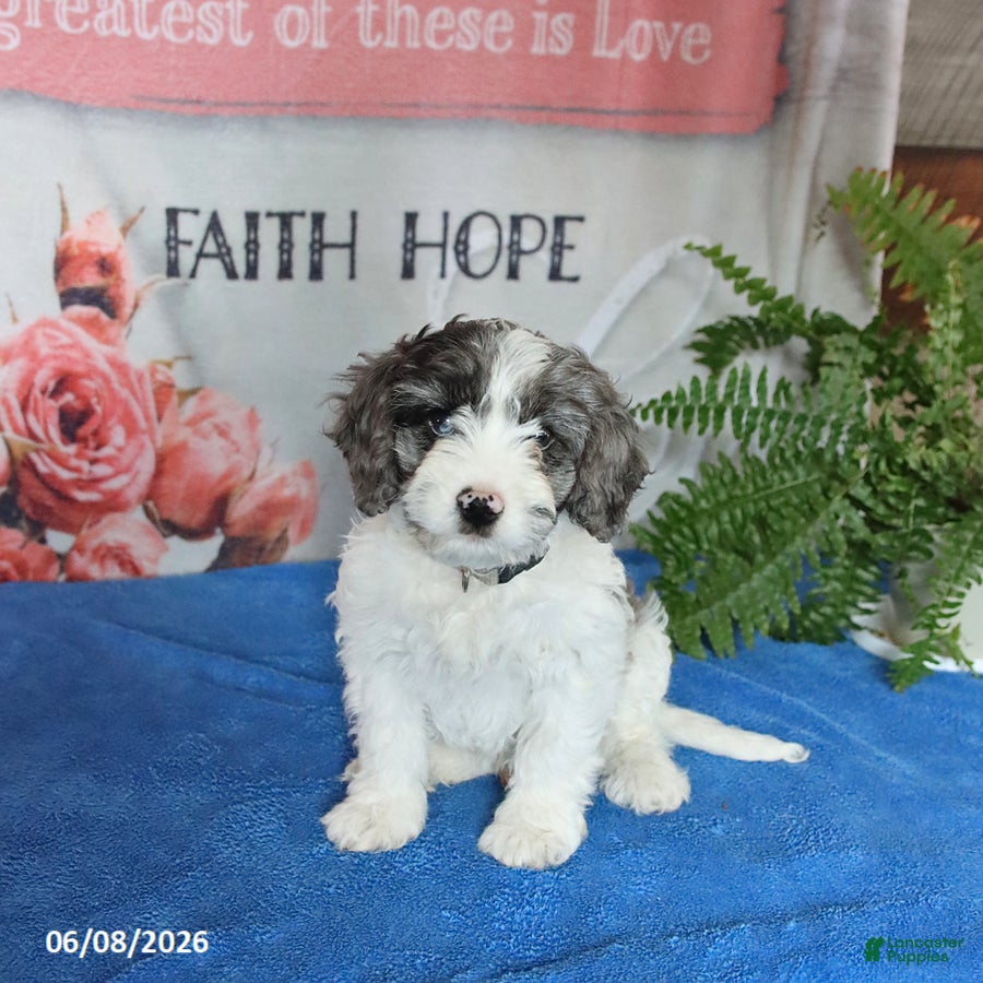 Cavapoo dogs Monty - Ad 1