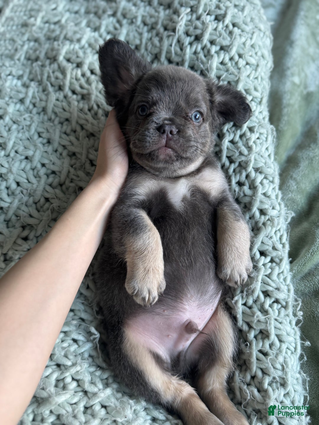 French Bulldog dogs for sale: Lilac tan fluffy french bulldog  - Ad 7