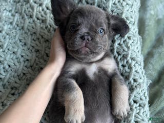 French Bulldog dogs Lilac tan fluffy french bulldog - Ad 40