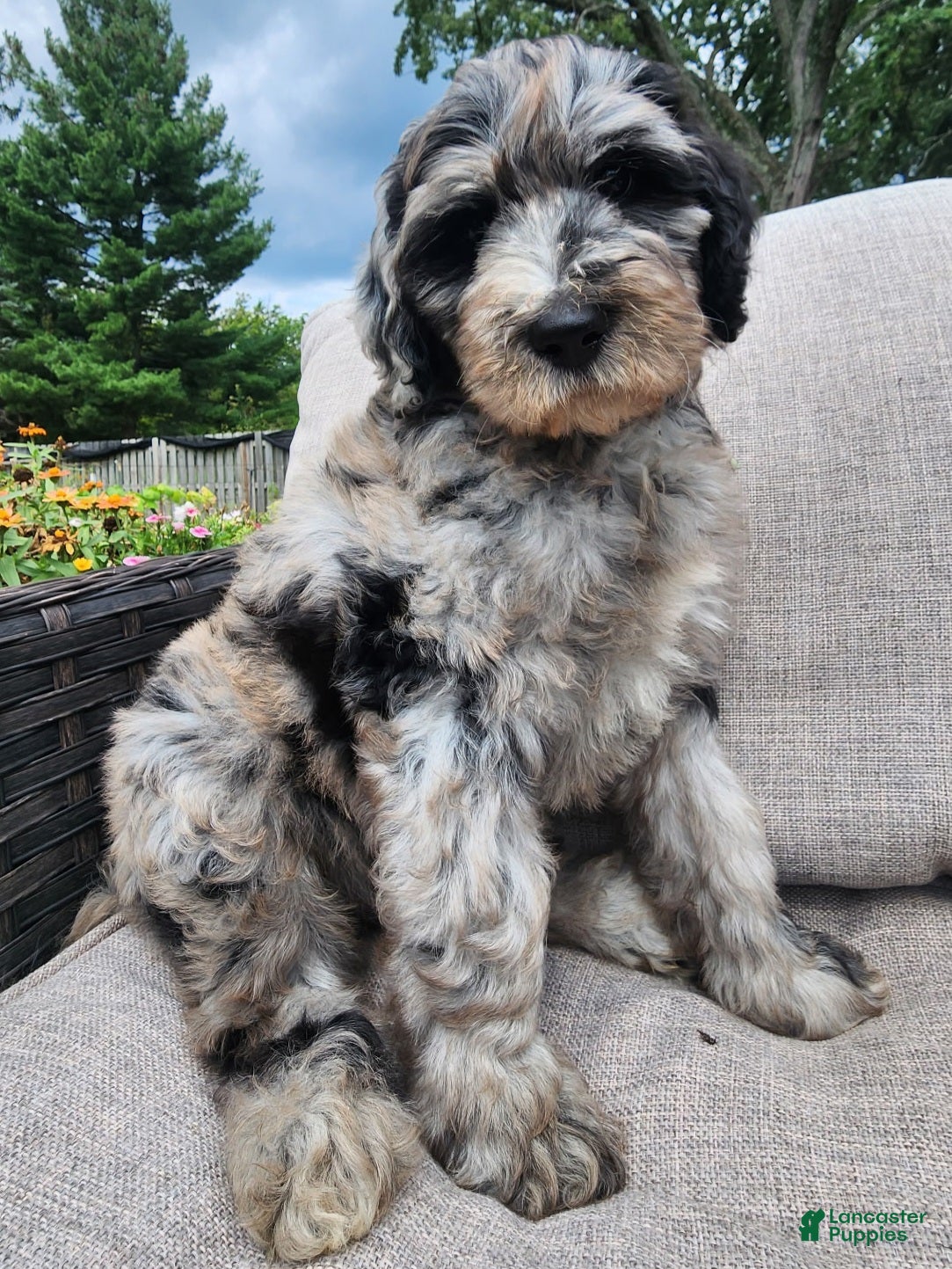 Mini Sheepadoodle dogs Artemis  - Ad 1