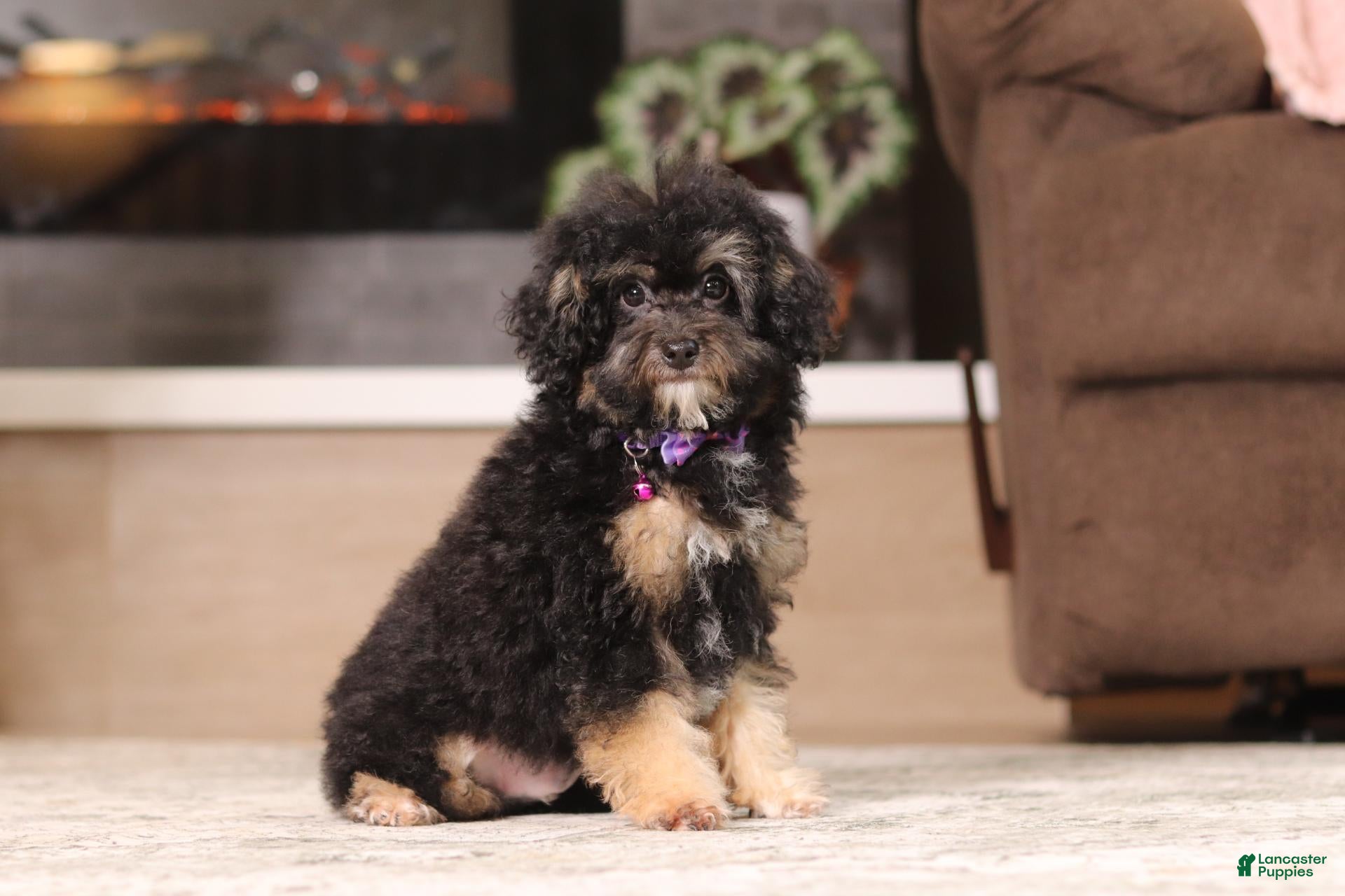 Miniature Poodle dogs Axel (AKC) - Ad 1