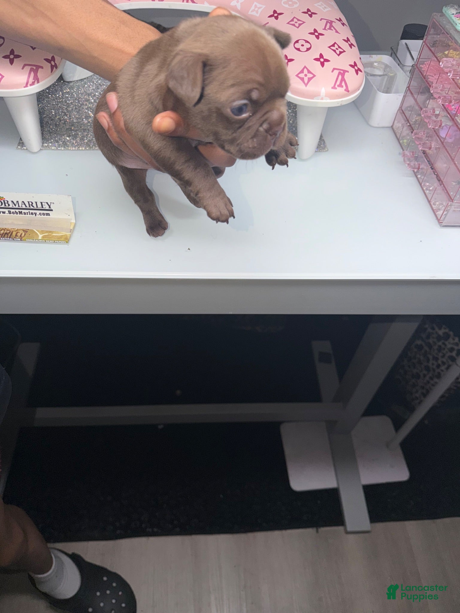 French Bulldog dogs French Bulldog 2 - Ad 5
