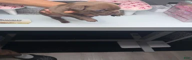 French Bulldog 2