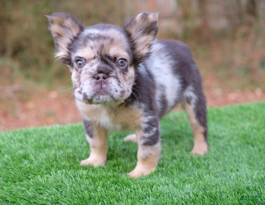 French Bulldog dogs for sale: French Bulldog Puppy 1 - Ad 3