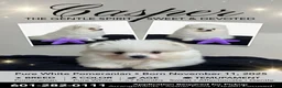 Pomeranian dogs for sale: Casper - Ad 2