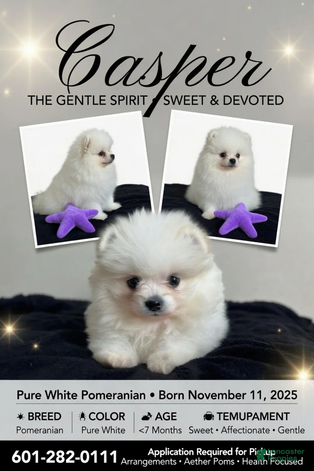 Pomeranian dogs for sale: Casper - Ad 2