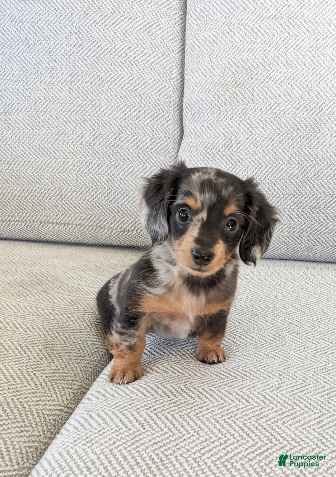Miniature Dachshund dogs for sale: Pixie  - Ad 2