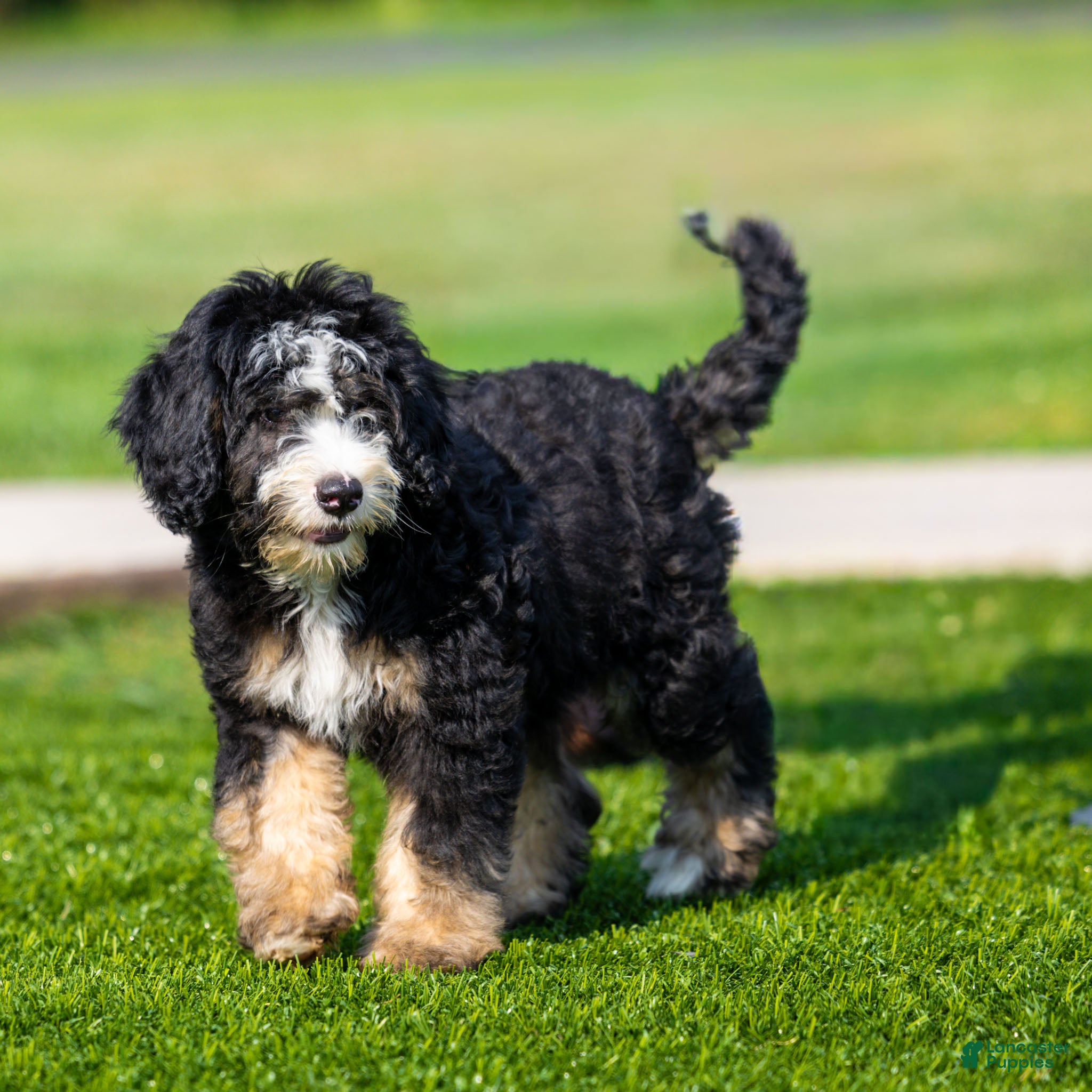 Bernedoodle dogs Banks Bernedoodle Puppy  - Ad 1