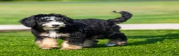 Bernedoodle dogs for sale: Banks Bernedoodle Puppy  - Ad 1