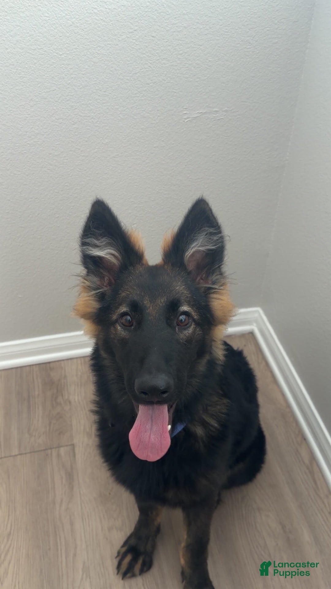 German Shepherd dogs Moza  - Ad 6