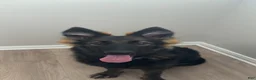 German Shepherd dogs for sale: Moza  - Ad 1