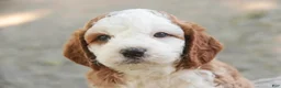 Cavapoo dogs for sale: Larry Cavapoo  - Ad 14