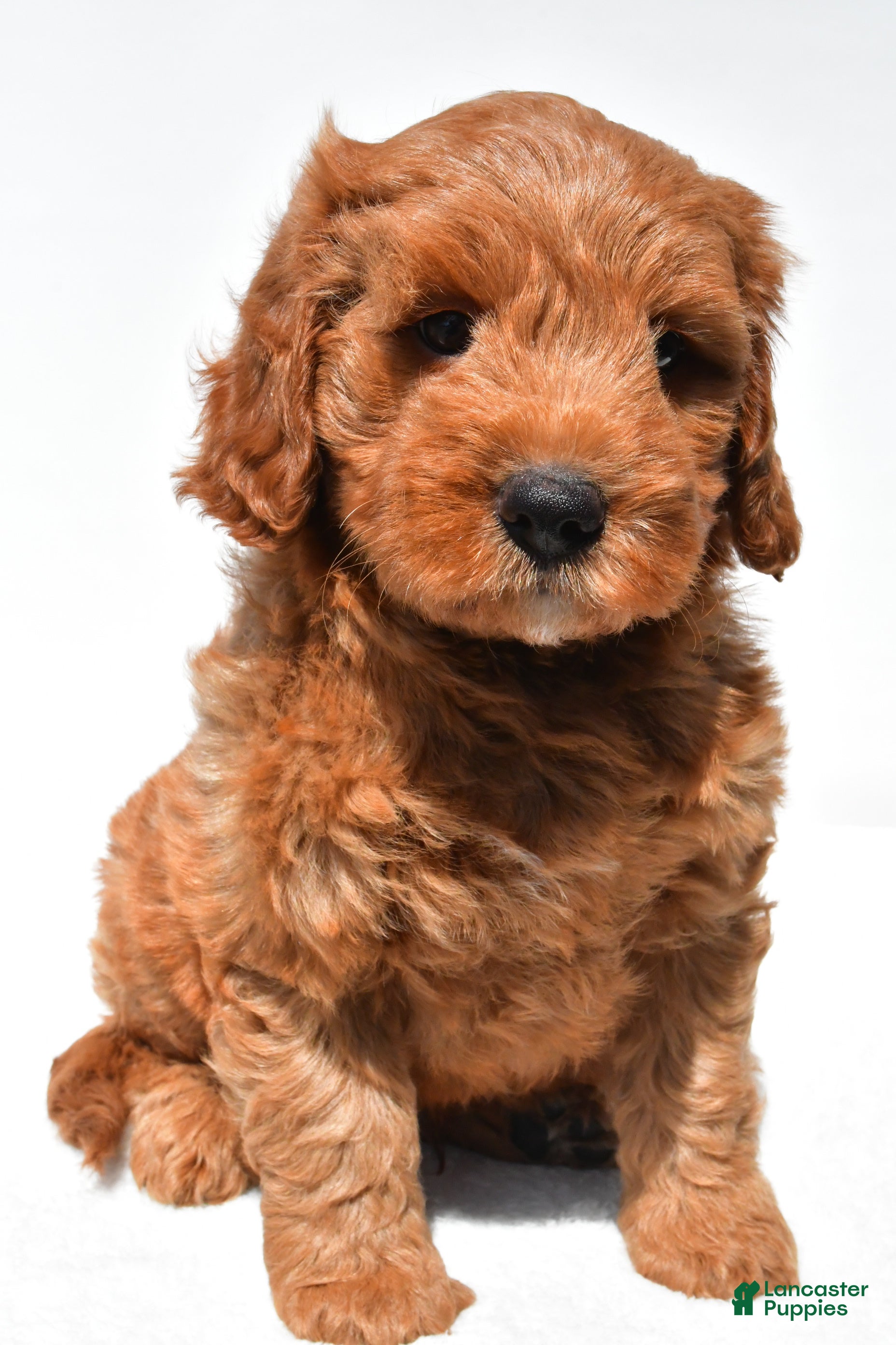 Mini Goldendoodle dogs Jared - Ad 1