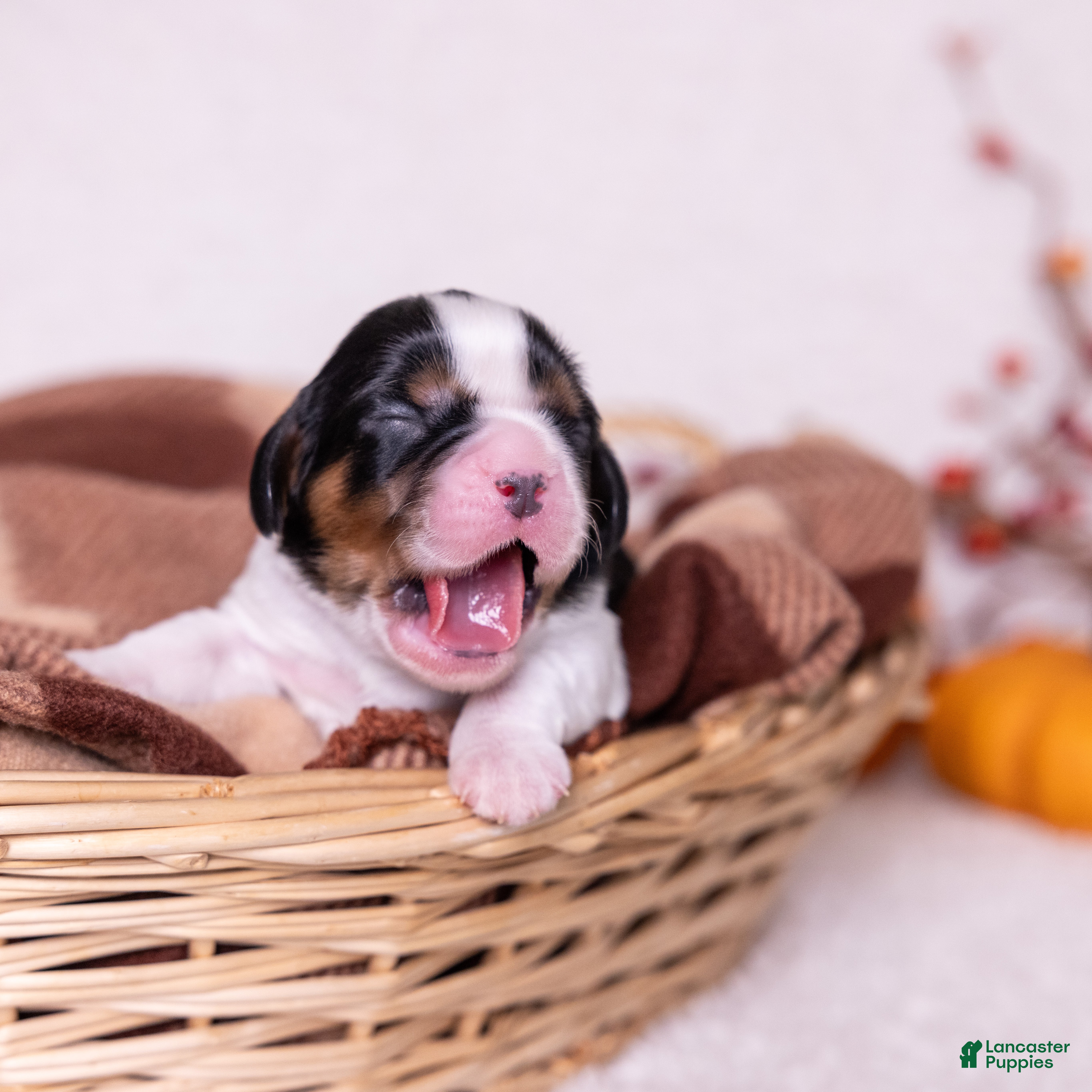 Cavalier King Charles Spaniel dogs Ezra - Ad 1