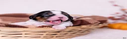 Cavalier King Charles Spaniel dogs for sale: Ezra - Ad 1