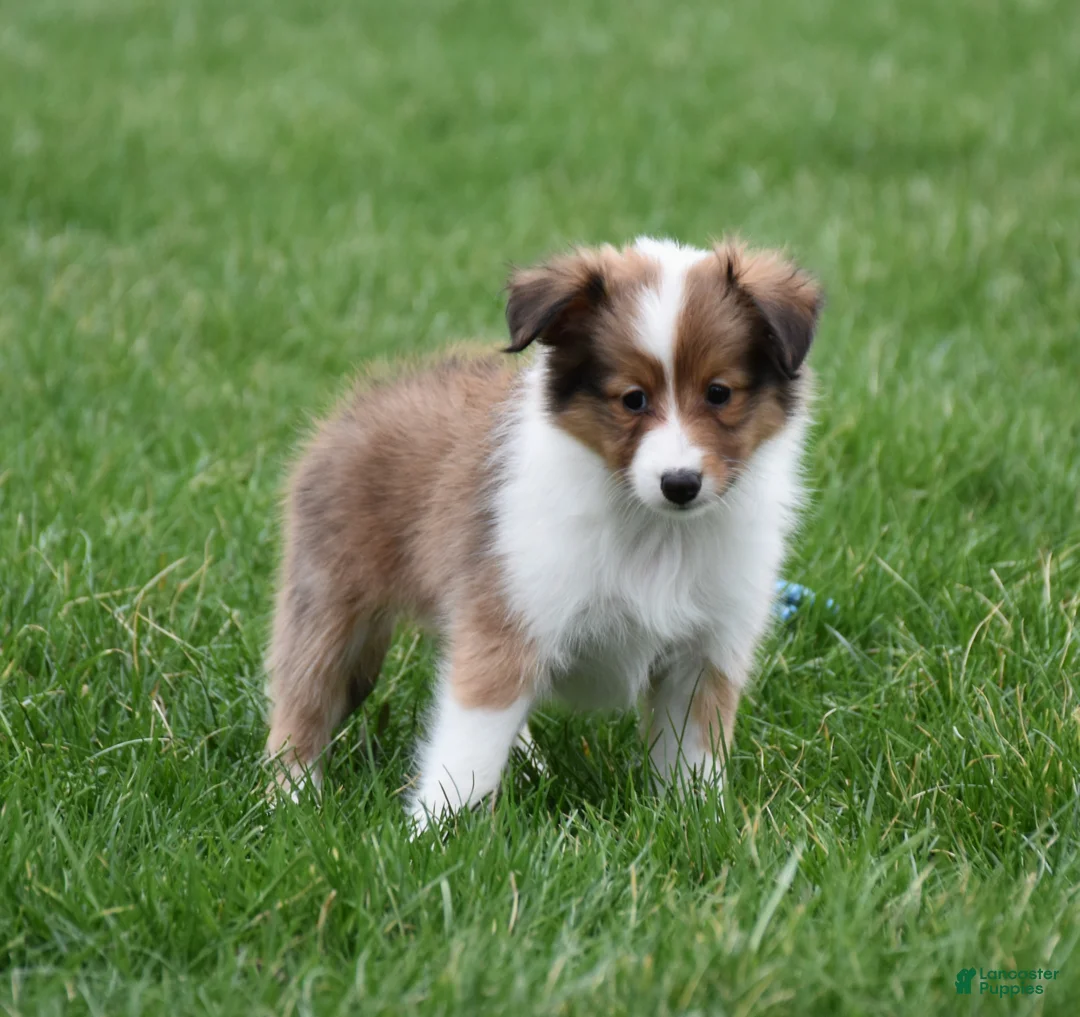 Shetland Sheepdog dogs for sale: Banks - Ad 4