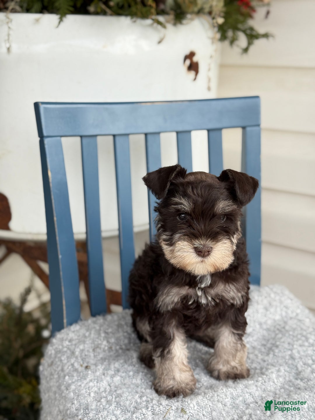 Miniature Schnauzer dogs for sale: Duchess - Ad 10