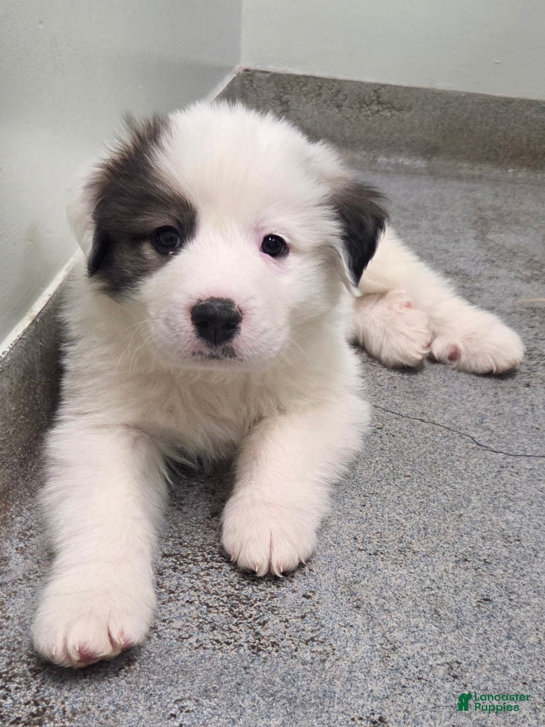 Great Pyrenees dogs for sale: Max - Ad 11