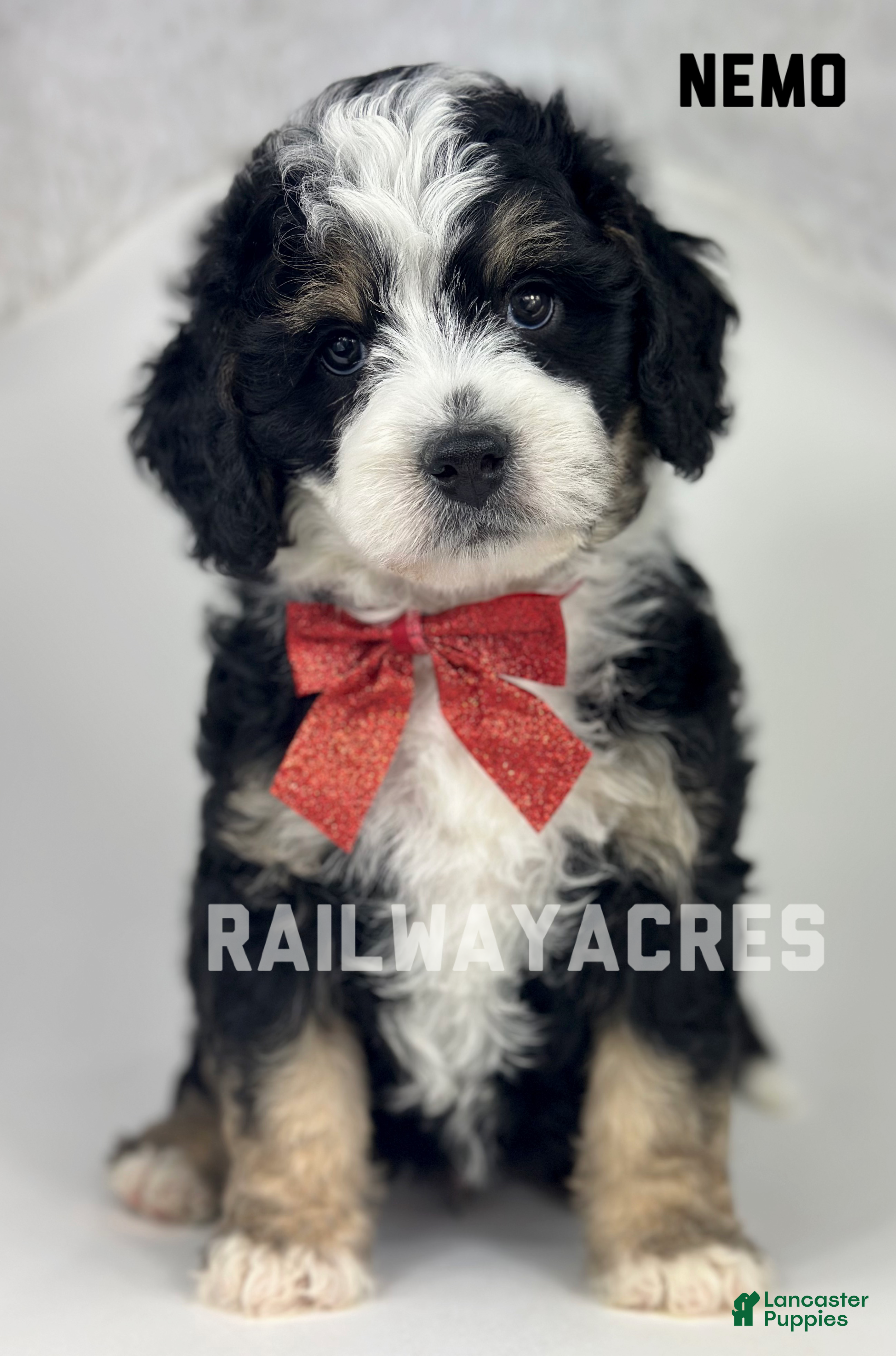 Mini Bernedoodle dogs Nemo - Ad 20