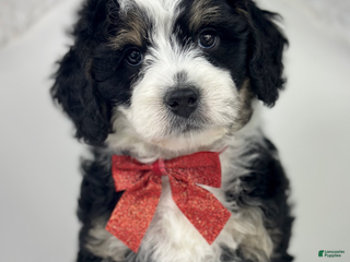 Mini Bernedoodle dogs Nemo - Ad 13