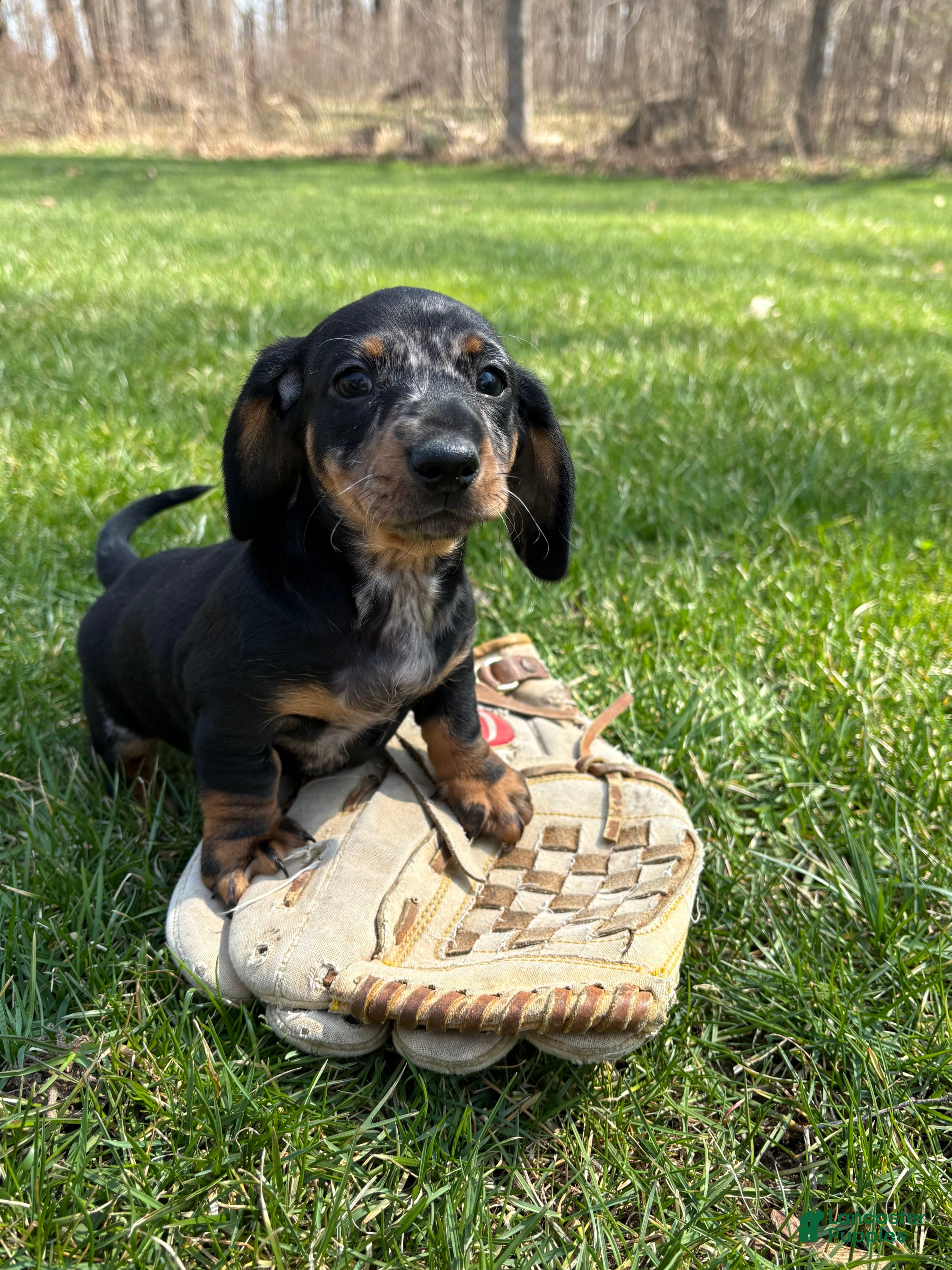 Dachshund dogs Thor - Ad 2