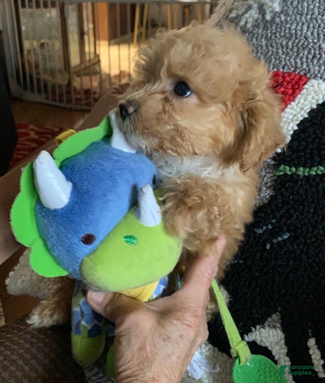 Cockapoo dogs for sale: Cockapoo Puppy 2 - Ad 3