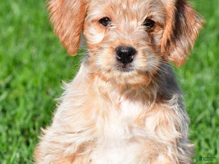 Mixed Breed dogs - Ad 11