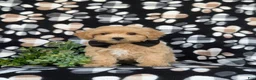 Maltipoo dogs for sale: Ryce 6 lbs Full Grown - Ad 1