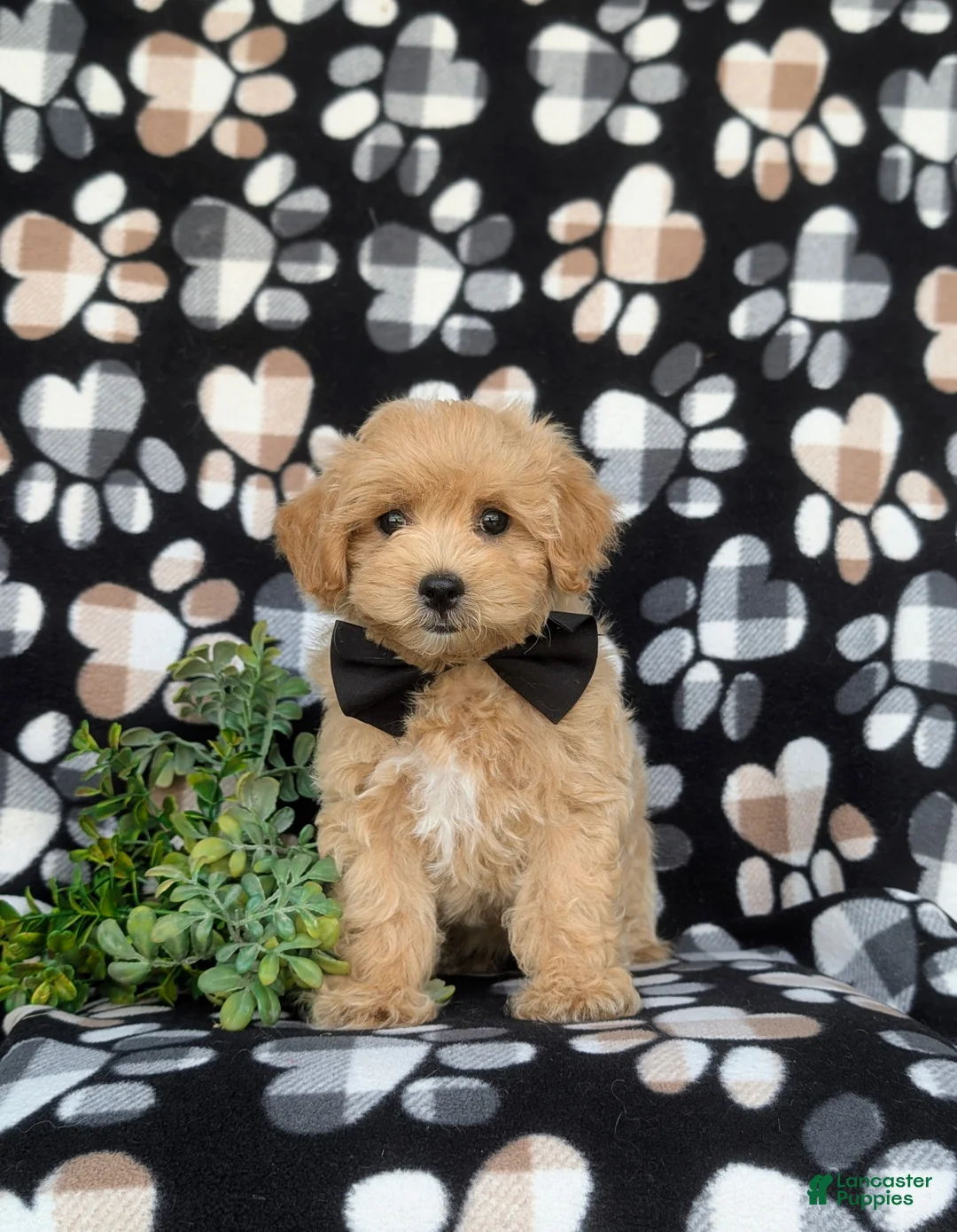 Maltipoo dogs for sale: Ryce 6 lbs Full Grown - Ad 1