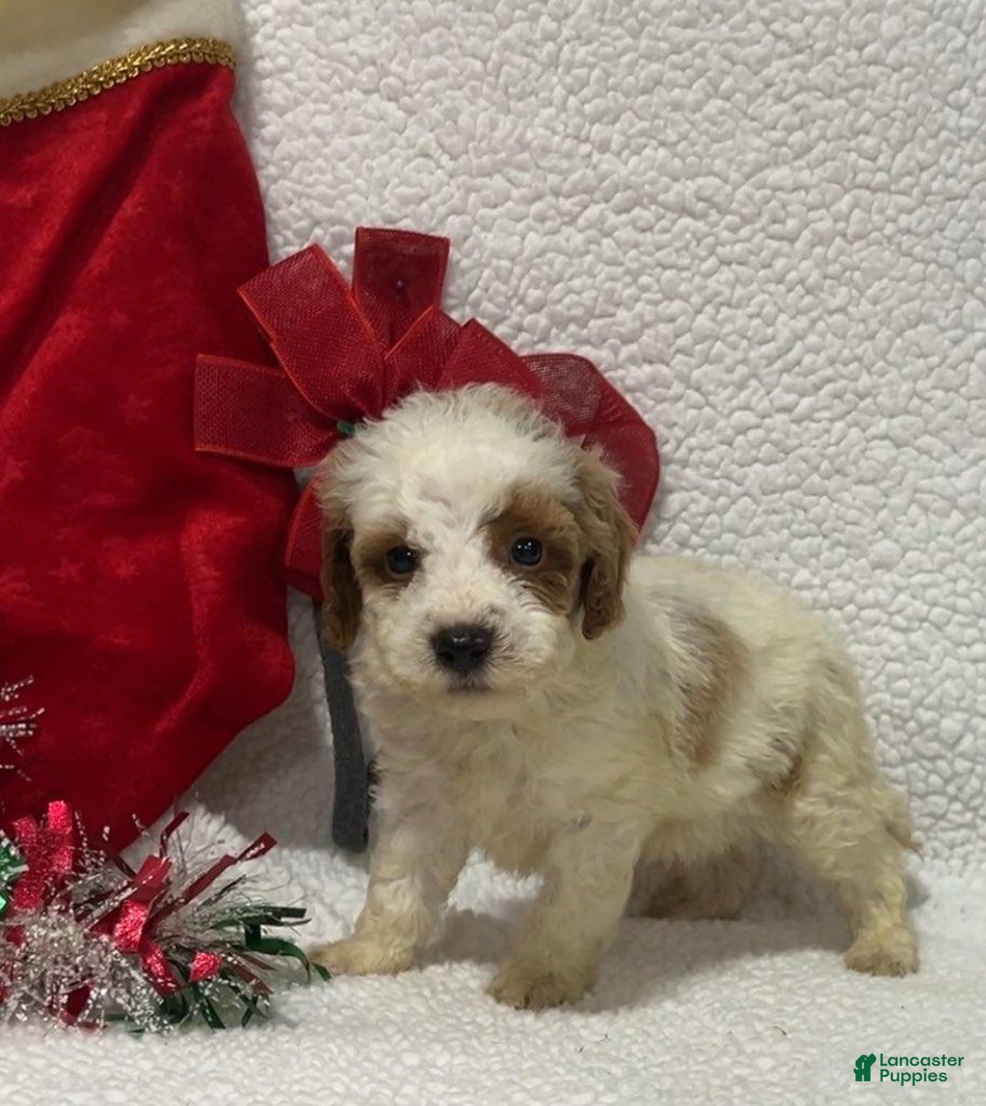 Mini Goldendoodle dogs for sale: Randy - Ad 3