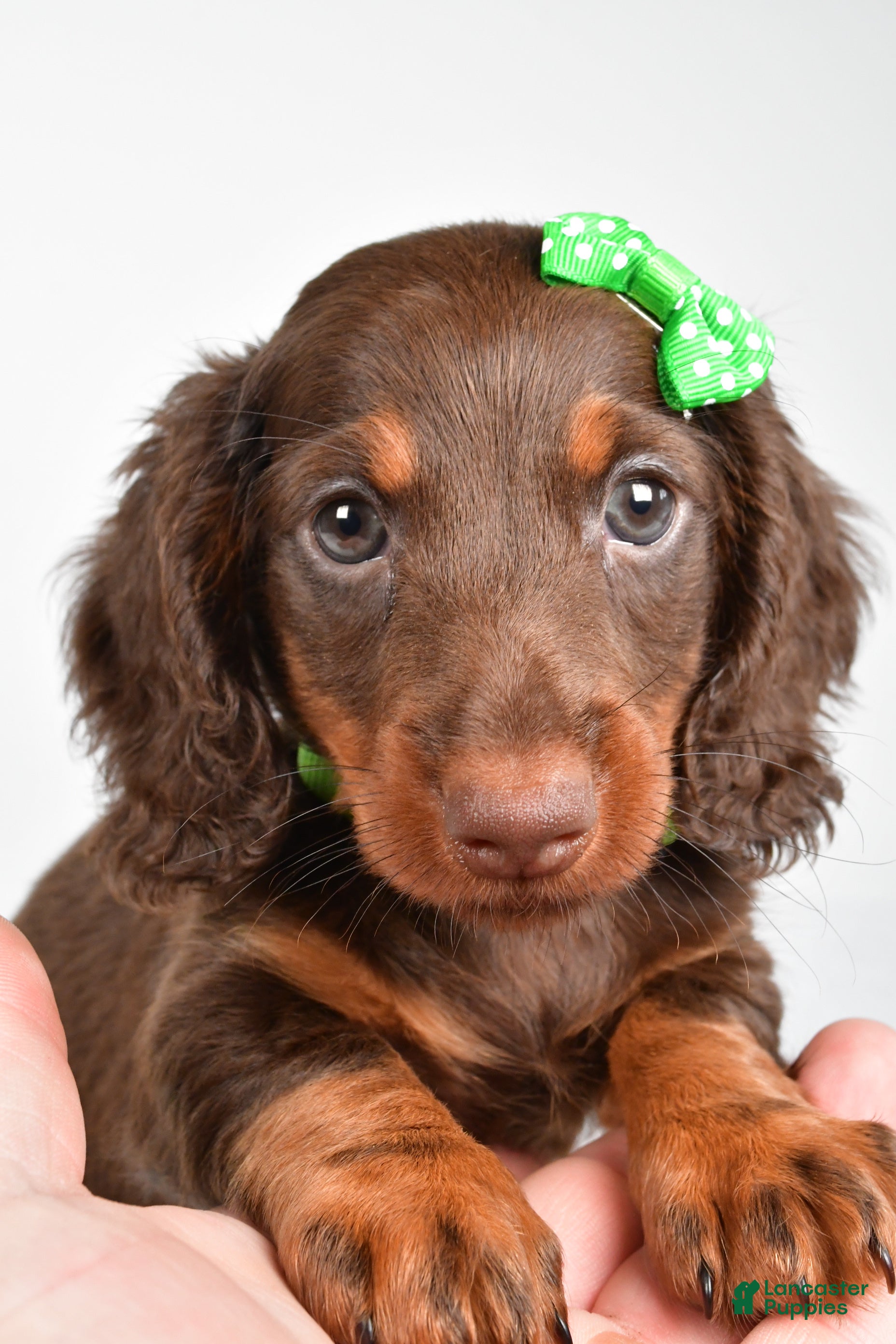Miniature Dachshund dogs Theo - Ad 2