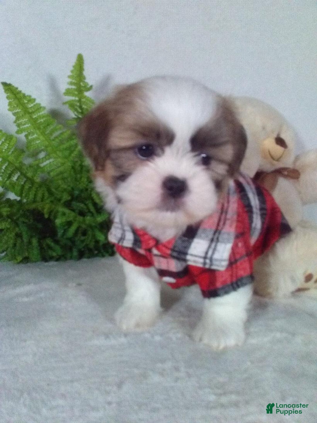 Shih Tzu dogs for sale: Chewy - Ad 5