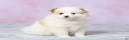 Pomeranian dogs for sale: Tulip - Ad 3